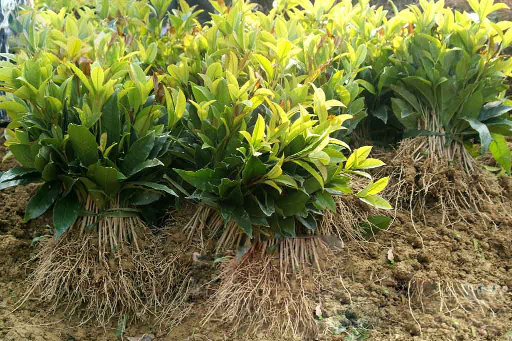 桂花树苗，桂花小苗