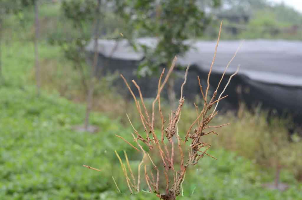 桂花苗，桂花小苗