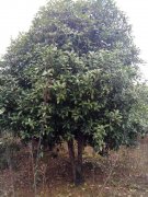 桂花树25