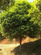 桂花树33