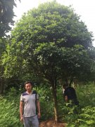 桂花树44