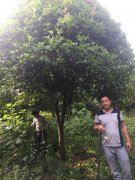 桂花树60