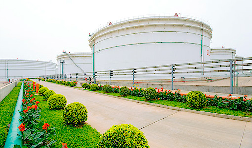 专业绿化苗提供