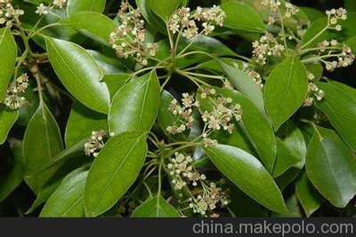 百年樟脑得救_no.1