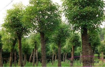 [香樟树]五种炭疽病杀菌剂的实验室功效试验