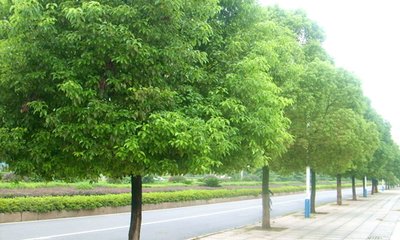 樟子松常见病虫害及其防治