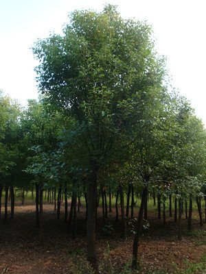 徐州樟树健康状况及对策_no.102