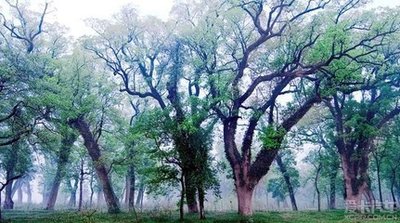 樟芝樟脑的药理作用研究进展