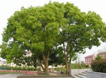 孙锡岳同志在张村小学师生讲座_no.104