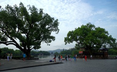 樟芝樟脑的药理作用研究进展_no.105