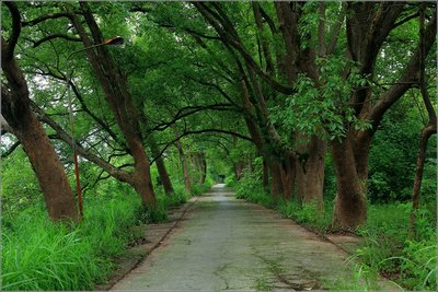[香樟树]不同香椿品种嫁接苗生理指标的测定
