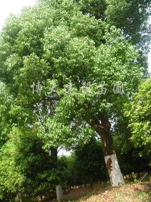 孙锡岳同志在张村小学师生讲座_no.107