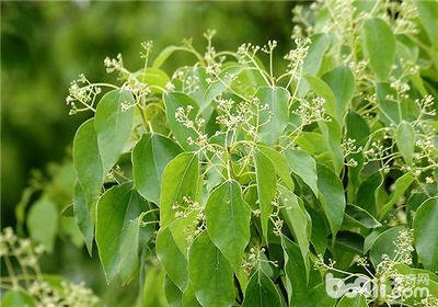 南京市重金属含量和树皮分布特征_no.108