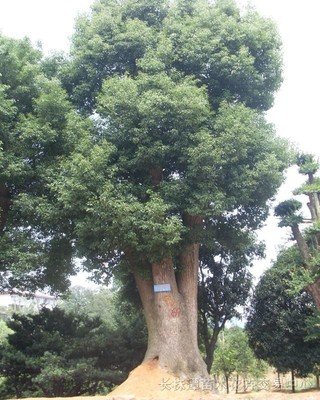 [香樟树]剑关山芳香玉林一幅画