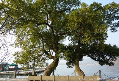 樟子松人工林及其害虫防治技术