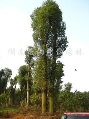 小樟树的生长之路_no.13