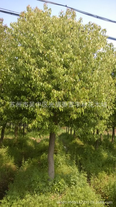 樟树的存在和控制_no.14