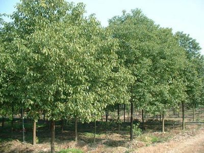 谈论发展技术和管理实体植物