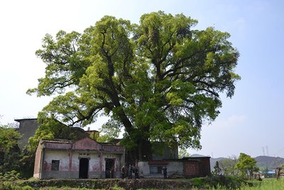 [香樟树]谈樟脑幼苗技术