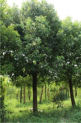 樟子松育苗移栽技术基础探讨_no.17