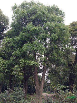 樟子松育苗移栽技术基础探讨