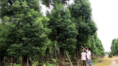 樟脑树皮缓解胃痛