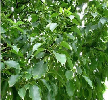 樟子松人工固沙林的稳定性研究