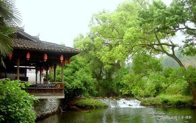 [香樟树]烟草反季节树种移植分析