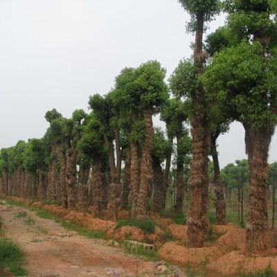 这种绿色的苏格兰松树的故乡