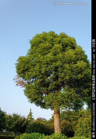 [香樟树]三个在樟树的中间