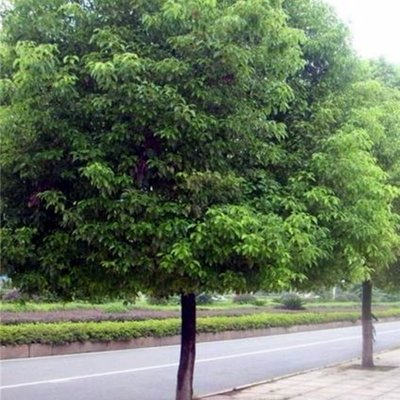 微生物肥料对樟树幼苗强壮生长的影响分析