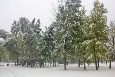 探索固沙树种樟子松造林技术的要点