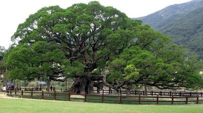 古代大洲子樟树群_no.31