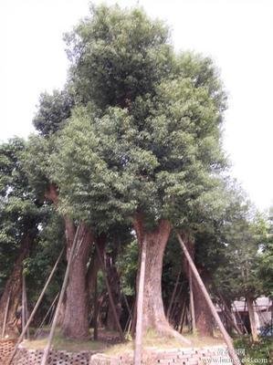 微生物接种剂对樟脑精油的影响及相关性分析