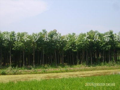 儿童511由贾樟柯全球首演