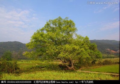 樟子松人工固沙林的稳定性研究_no.35