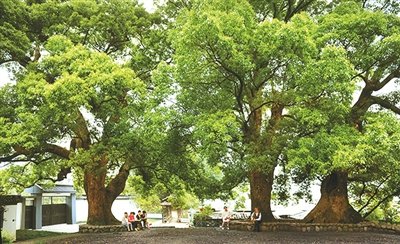 南京市重金属含量和树皮分布特征_no.36