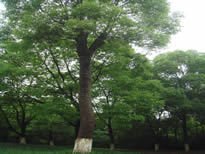 [香樟树]南京市重金属含量和树皮分布特征