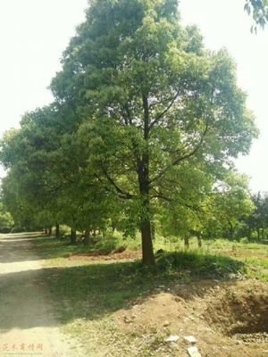 [香樟树]香椿的故事