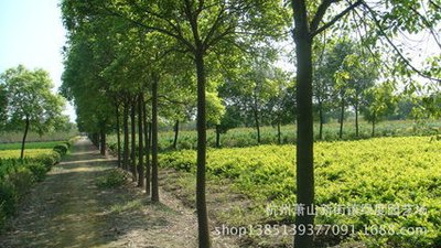 [香樟树]香椿新