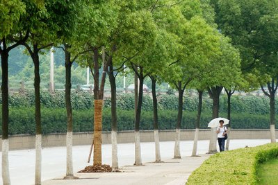 樟脑叶上的神秘图案