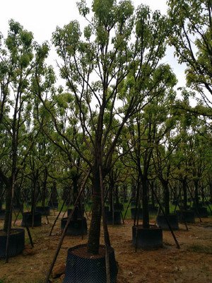 第六代肖武导演贾樟柯谈中国后社会主义的边缘问题_no.43