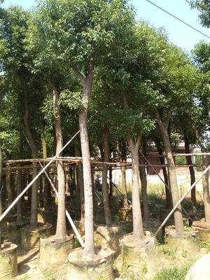 影响红松嫁接樟子松生长特性的因素