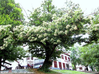浅谈樟子松的种植技术_no.46