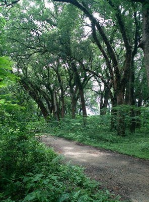 [香樟树]樟树栽培技术与管理探讨