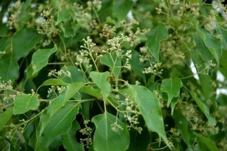 不同微量元素和有机肥对檀香油人工林精油的影