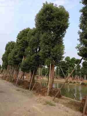 樟子松育苗移栽技术基础探讨_no.5