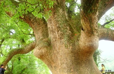 [香樟树]快速生长的技术和害虫控制