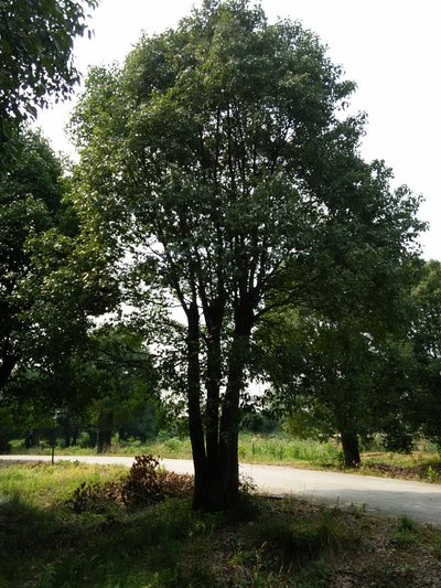 张建邦中医治疗技术对中医教学影响的研究