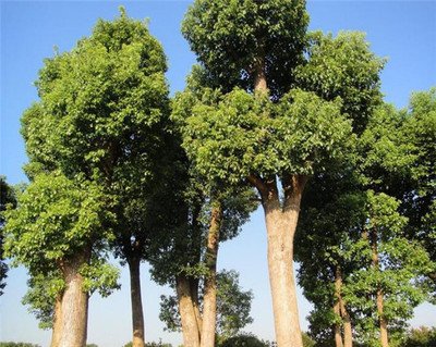 樟子松抗旱造林技术试验研究